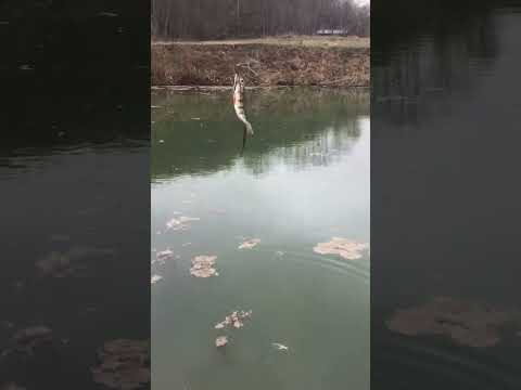 Полосатый. @evilspinning #окунь#fishing#youtubeshorts#рыбалка#2023#reels#youtube#мормышинг#спининг