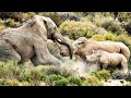 ELEFANTE vs RINOCERONTE | ¿Quién Ganaría? | EPIC VERSUS 🐘🆚🦏