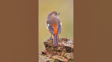 Singing nightingale || The best bird song || #shorts #birds