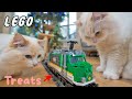 Catch Me if You Can (Cats vs Lego Train) | The Cat Butler
