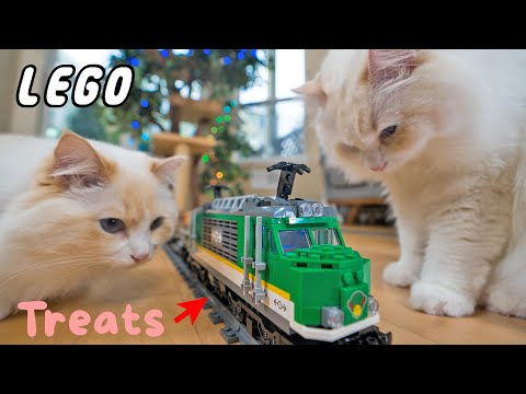 فيديو: ModernCat المفضل هدايا القط احتفالي