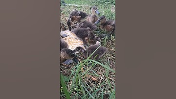 Ternak burung belibis dari usia 2 bulan