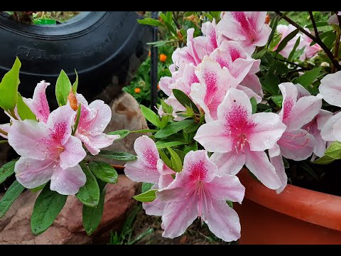 Video: Azalea en maceta Tolerancia al frío: Azaleas en maceta al aire libre para el invierno