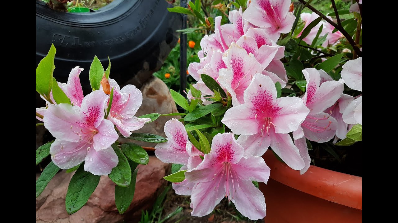 Cuidados de la Azalea / Azaleas / Azalea indica / Azalea japónica - YouTube