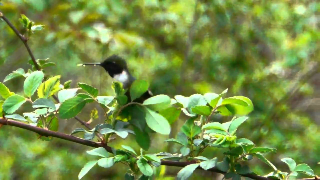 FOY Hummingbird 