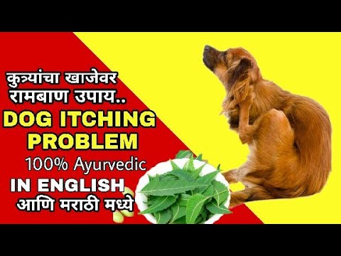 HOW TO CURE DOG ITCHING SKIN CAUSES, SYMPTOMS, TREATMENT |  कुत्र्याची खाज UPAY MARATHI