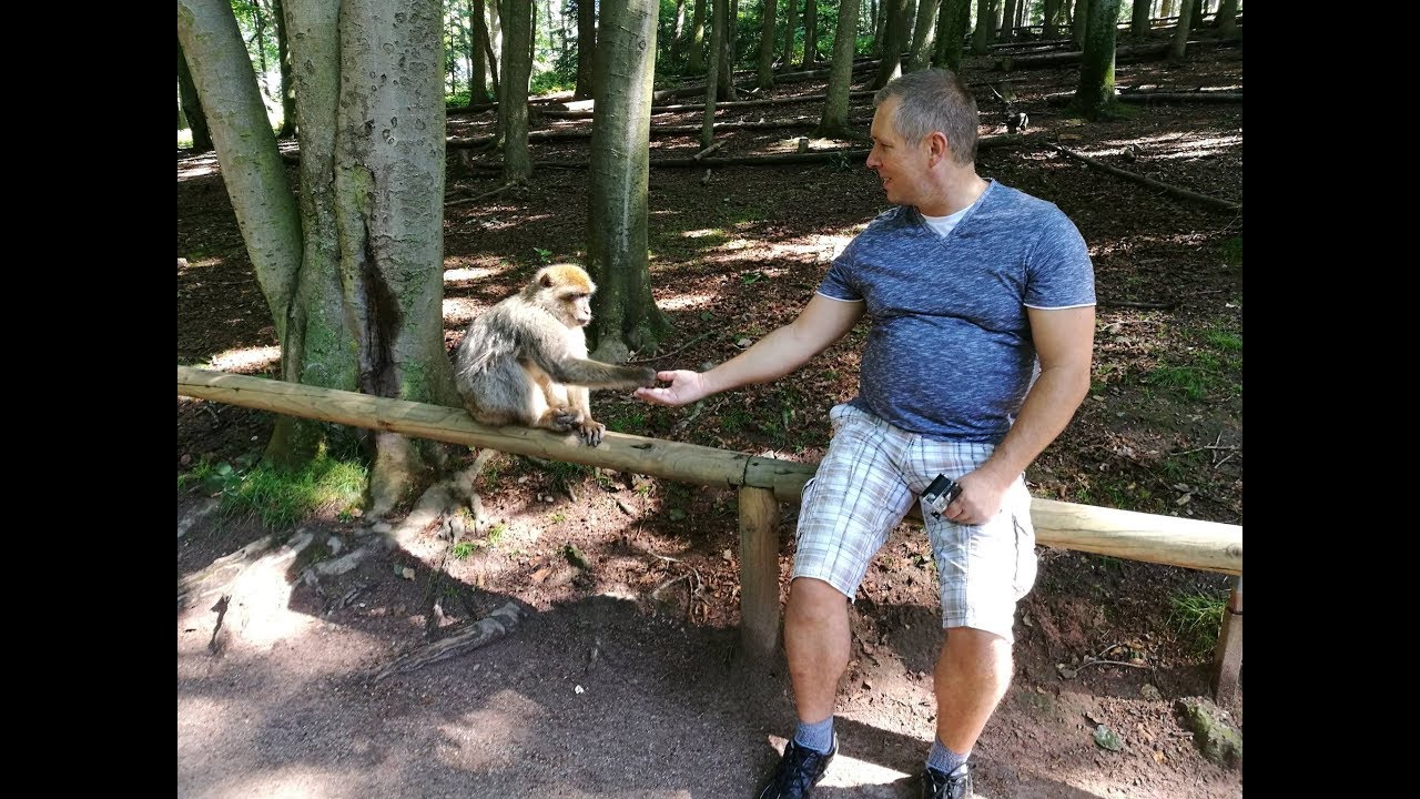 Ce gibbon est un funambule de qualité - ZAPPING SAUVAGE