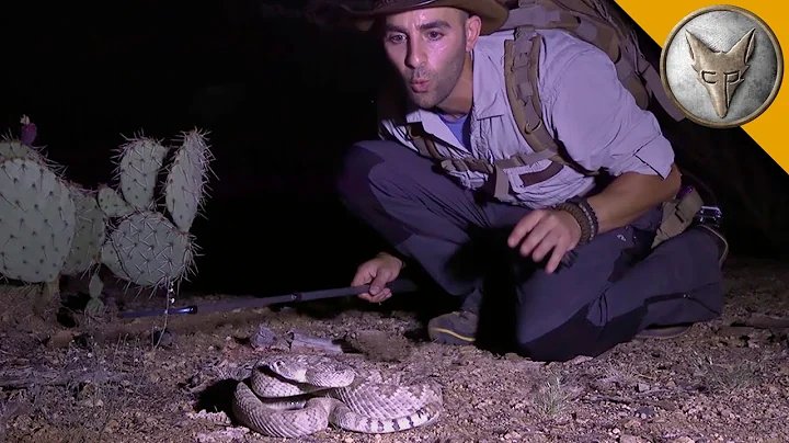 The Most Venomous Rattlesnake in the World! - DayDayNews