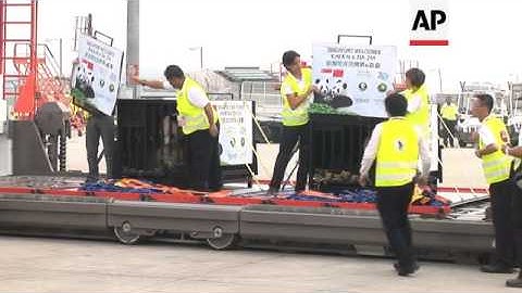 Two pandas arrive on a ten-year loan to Wildlife Reserve from China