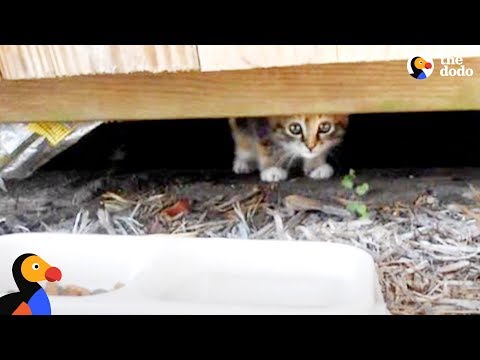 Kitten Abandoned at Playground Rescued by Sweetest Guy | The Dodo