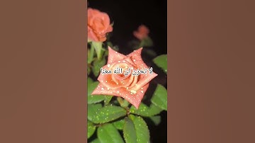 #quran #المصحف #تيك_توك #لايك #تلاوات #ترند #راحة_نفسية #تصويري #اكسبلور