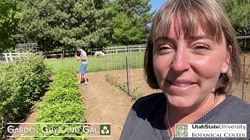 Pest Control - Raspberry Horntail