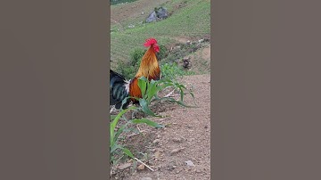 gà rừng mã vàng đẹp. qaib qus daj zoo nkauj