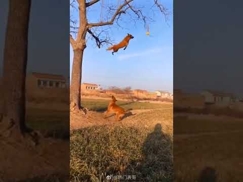A dog catches a ball in a tree