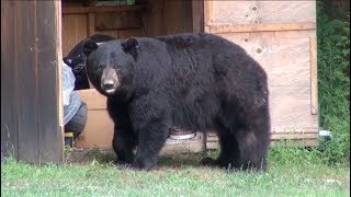 BIG FAT BLACK BEAR ENCOUNTER CAPTURED ON VIDEO