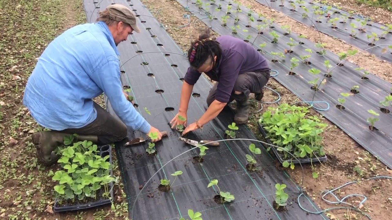 Cultivarea Ecologică a Căpșunului Timpuriu în Câmp Deschis: PLANTAREA IN  CIMP 10/16 - YouTube
