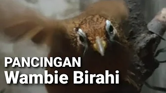 Penjodohan Wambi dan ciri ciri wambie birahi | Pancingan Wambi Birahi Penjodohan Wambi dan ciri ciri wambie birahi | Pancingan Wambi Birahi