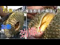 松鼠最爱来这样的榴莲园偷吃榴莲|Kajang Durian Orchard|D2 Durian