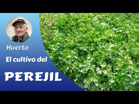 Video: Gigante de Italia Cultivo de perejil: cuidados y usos del perejil gigante italiano