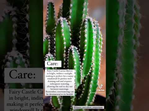 Video: Aloe spinoasă. Extraterestru fermecător din alte lumi