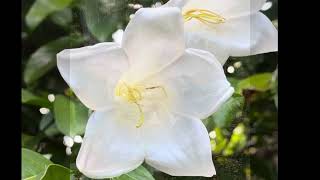 Key West Tropical Forest & Botanical Garden species spotlight of the week: Bell Flower
