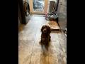 Chewy the cocker spaniel o hell NO #momentbeforedisaster #funny #animals #anime #dog #monster #run