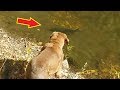 Fishing dog fails at catching an easy fish