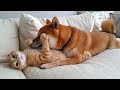 Funny animals  funny cats and dogs  funny animals 2023