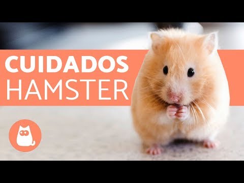 Vídeo: Cuidar de Hamsters Pet