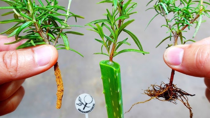 3 ENRAIZANTES NATURALES CASEROS Súper POTENTES 🌱 Para ESQUEJES, ACODOS y  TRASPLANTES 