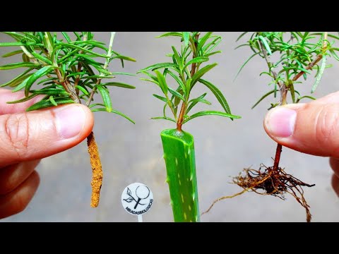 Video: Propagácia rastlín Aloe Vera: Ako začať pestovať rastlinu aloe z odrezkov alebo mláďat
