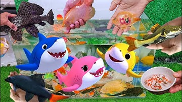 Tổng hợp các video cá cảnh đẹp, động vật dễ thương, vịt, cá rồng,cá koi, cá ba đuôi