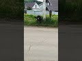 В одном из поселков Краснокамского района существует пес, ничей