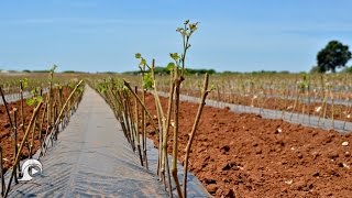 Otranto: preoccupazione per il blocco vendite della Barbatella | InOnda WebTv