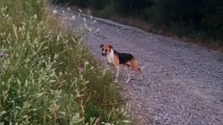 Вечірня прогулянка мирним українським селом / An evening walk through a peaceful Ukrainian village