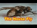 The House Fly Documentary