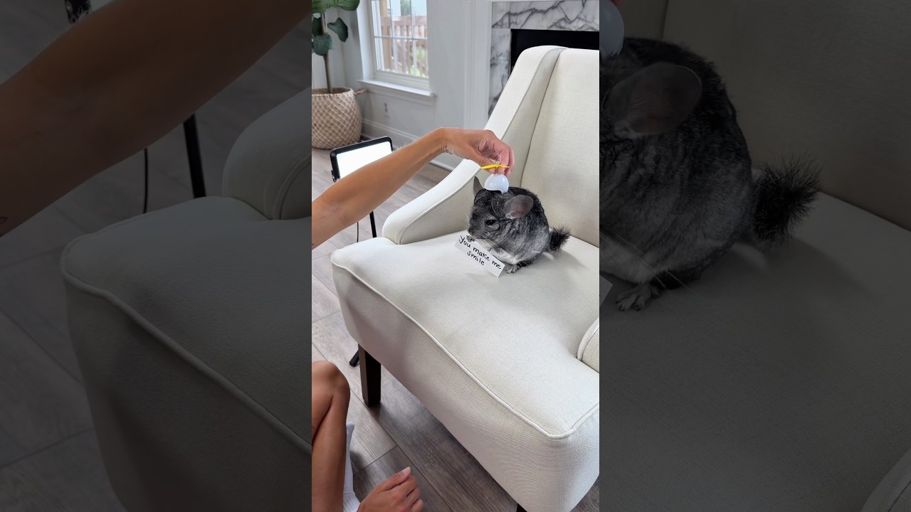 I just wanted you to know… 😉🐭  #friends #chinchilla #smile #shortsfeed #cute