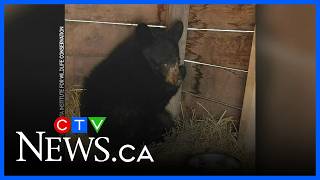 Orphaned black bear cub in care of Alberta animal rescue