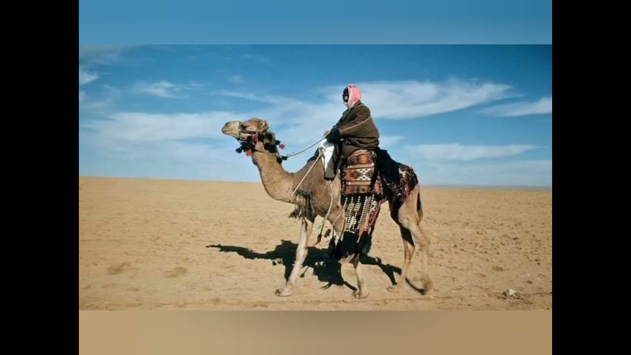 قصة بدوي هبط لمدينة .. وصار له موقف شاف فيه الموت الأسود!!!