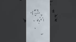 Kevin Mc Kinney Irish Rollers