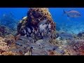 Cozumel undersea world 4k 2d  a underwater 3d channel film