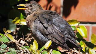 Female Blackbird (Turdus merula) Bath / Preen / Sunbathe (Full Length) | October 2021