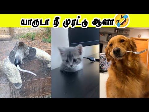 Unbelievable Events Half A Cat Hoomans