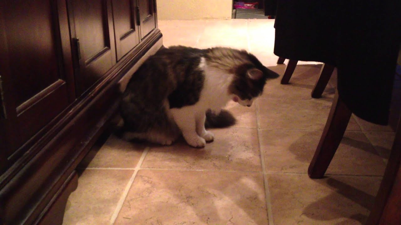 Cat Throwing Up YouTube Cat Throwing Up YouTube