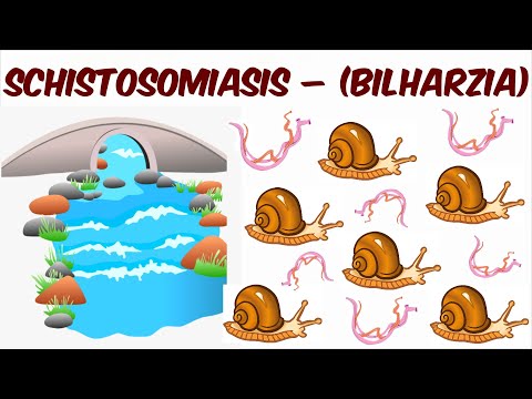 Video: Schistosoma Hematobium (schistosoma Haematobium): Gejala, Rawatan Dan Laluan Jangkitan