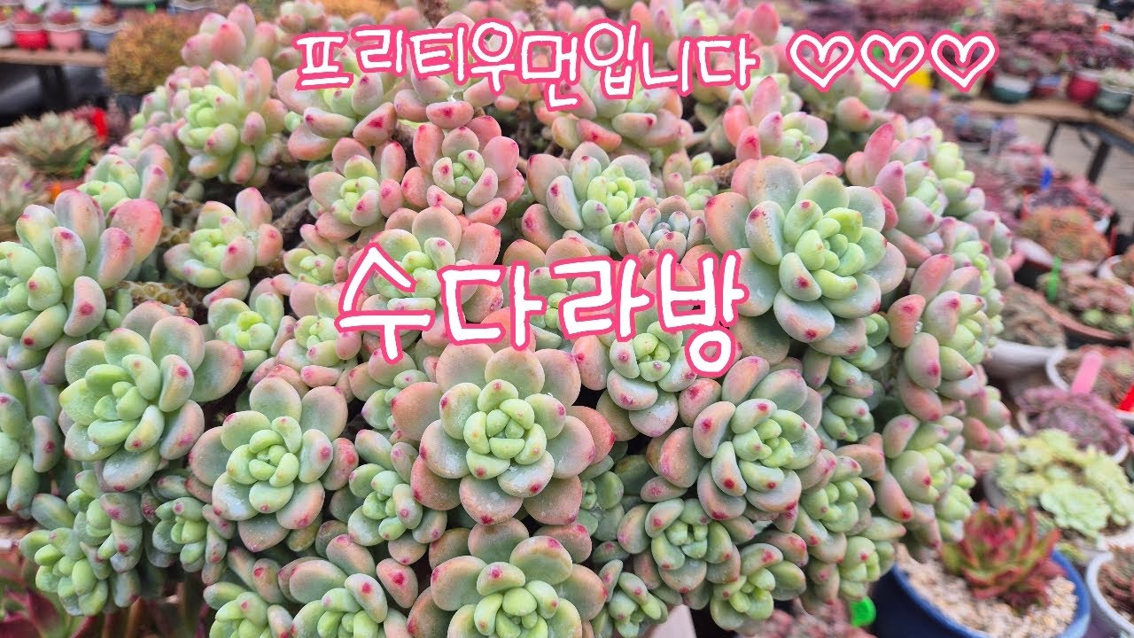 2026.01.18.380회 일요일 프리티우먼 수다라방