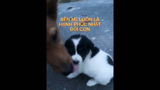 TÌNH THƯƠNG CỦA MẸ LÀ VÔ BỜ BẾN #cattiensa #uocmocuame # #vivanetwork # #cara #video