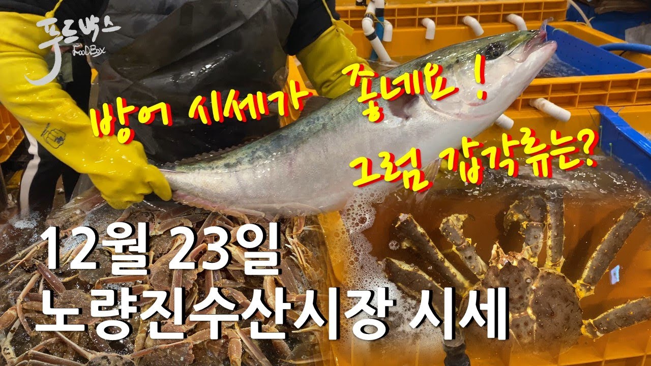 [최신시세정보] 대방어 시세가 좋아요 !! 킹크랩 대게는... 12월 23일 노량진 수산시장