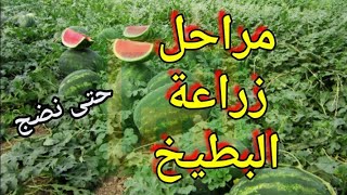 طريقة زراعة البطيخ الأحمر من الألف إلى الياء جميع مراحل حتى حصاد