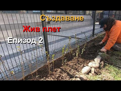 ЖИВ ПЛЕТ - ЕПИЗОД 2/3 - Създаване на Жив Плет от Ligustrum / Птиче грозде